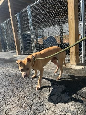 Nutter Butter , a ADOPTABLE mixed breed in Martinsville, VA image 6/6