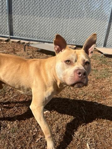Nutter Butter , a ADOPTABLE mixed breed in Martinsville, VA image 4/6