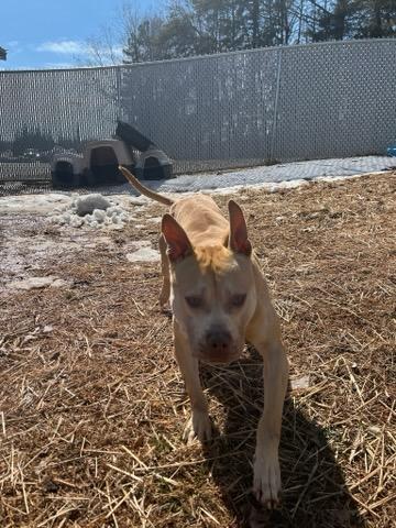 Nutter Butter , a ADOPTABLE mixed breed in Martinsville, VA image 2/6