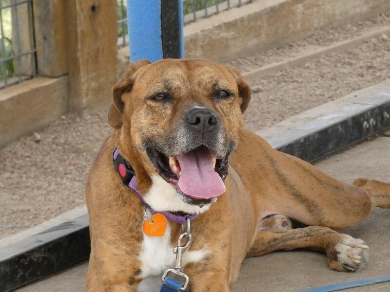 Enlarge Foxx, a Adoptable mixed breed in Fort Collins, CO image 2/6