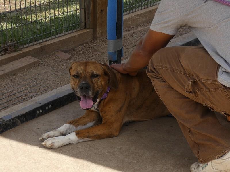 Enlarge Foxx, a Adoptable mixed breed in Fort Collins, CO image 3/6