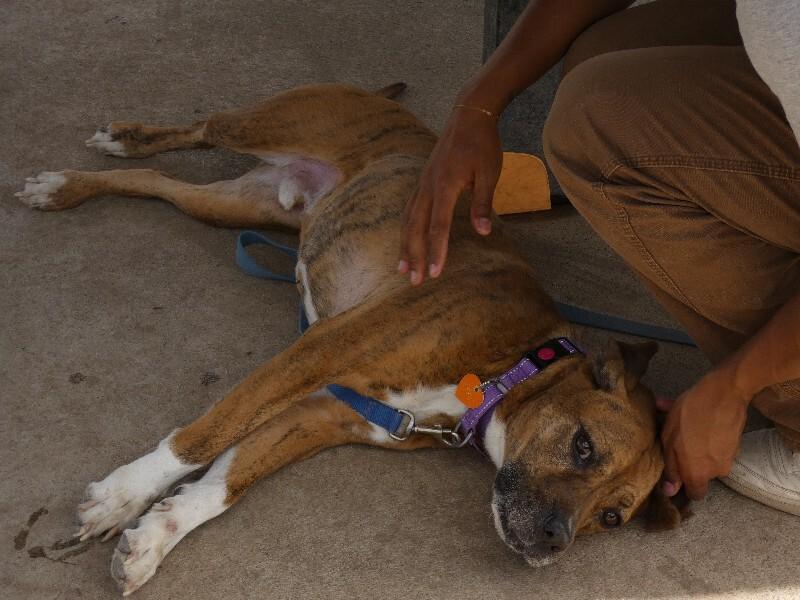 Enlarge Foxx, a Adoptable mixed breed in Fort Collins, CO image 4/6