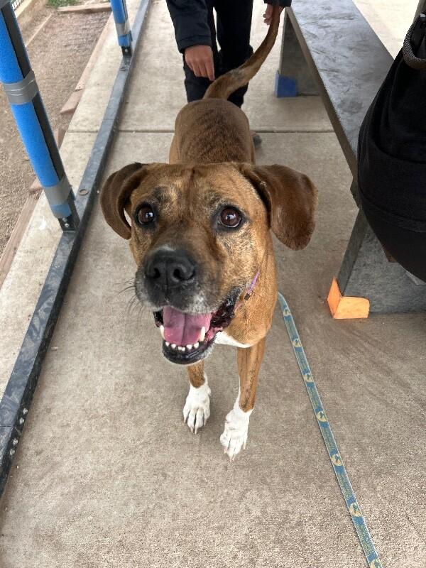 Enlarge Foxx, a Adoptable mixed breed in Fort Collins, CO image 5/6