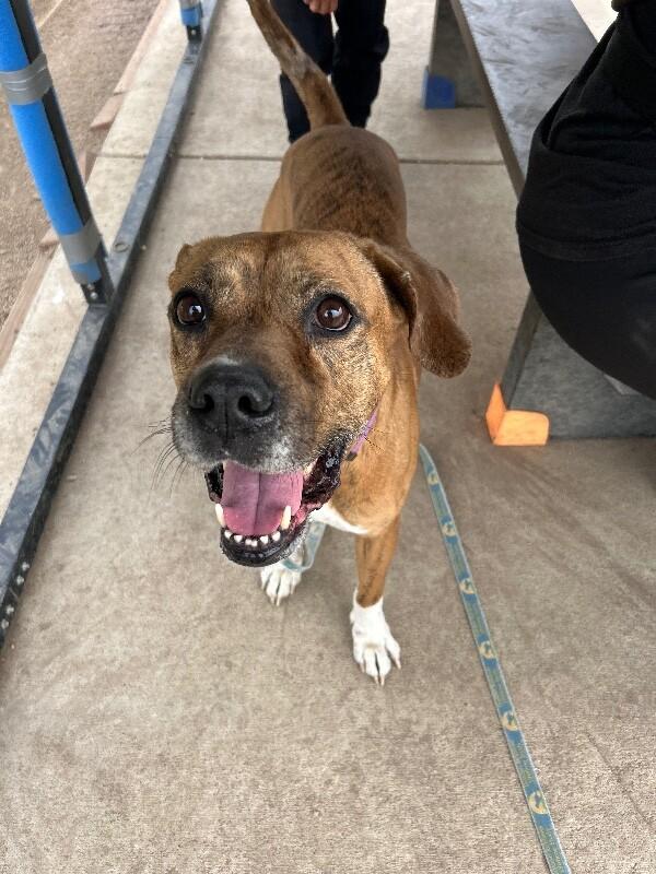 Enlarge Foxx, a Adoptable mixed breed in Fort Collins, CO image 6/6