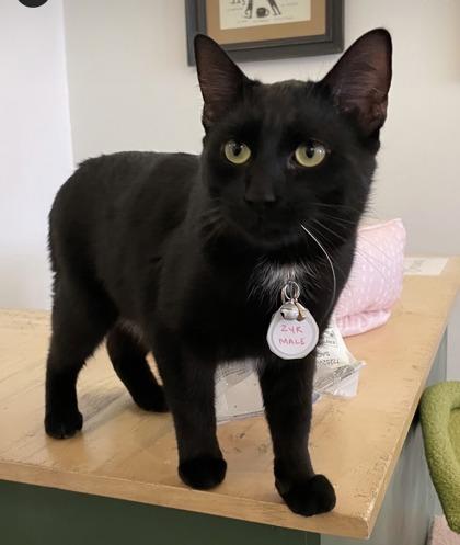 Pantera (Pounce Cat Cafe), Adoptable, Adult Male Domestic Short Hair & Domestic Short Hair.