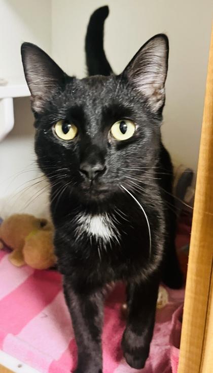 Enlarge Pantera (Pounce Cat Cafe), a Adoptable mixed breed in Savannah, GA image 2/2