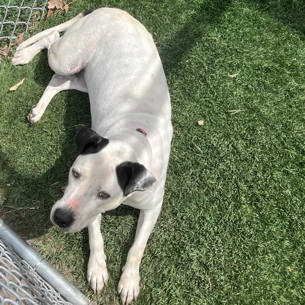 Peyton, Adoptable, Adult Female American Bulldog & Mixed Breed.