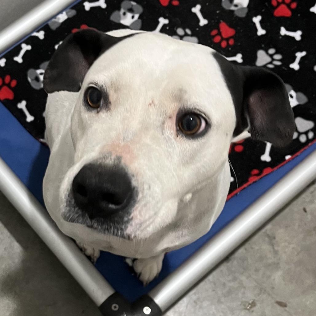 Enlarge Peyton, a Adoptable mixed breed in Richmond Hill, GA image 2/6