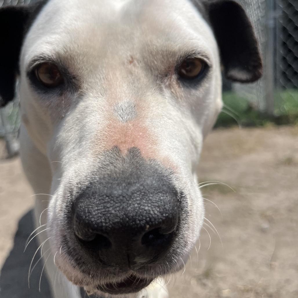 Enlarge Peyton, a Adoptable mixed breed in Richmond Hill, GA image 3/6