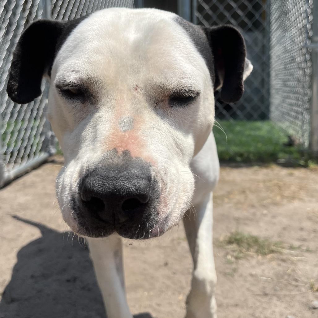 Enlarge Peyton, a Adoptable mixed breed in Richmond Hill, GA image 4/6