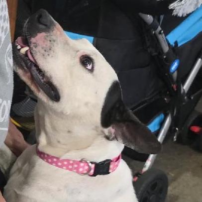 Enlarge Peyton, a Adoptable mixed breed in Richmond Hill, GA image 5/6