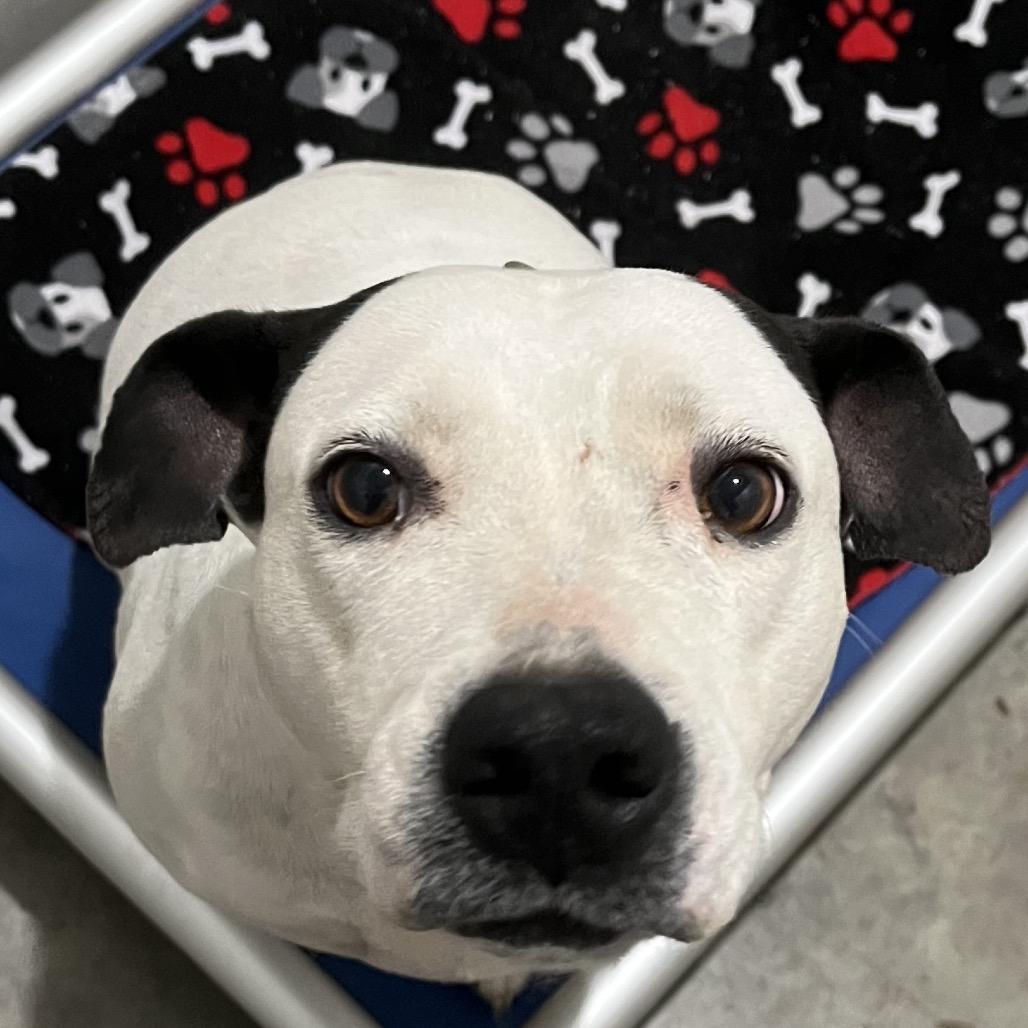 Enlarge Peyton, a Adoptable mixed breed in Richmond Hill, GA image 6/6