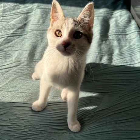 Enlarge Elsa, a Adopted Domestic Short Hair in Ferndale, WA image 2/6