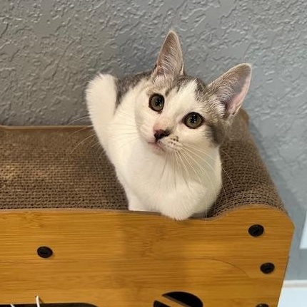 Enlarge Elsa, a Adopted Domestic Short Hair in Ferndale, WA image 1/6