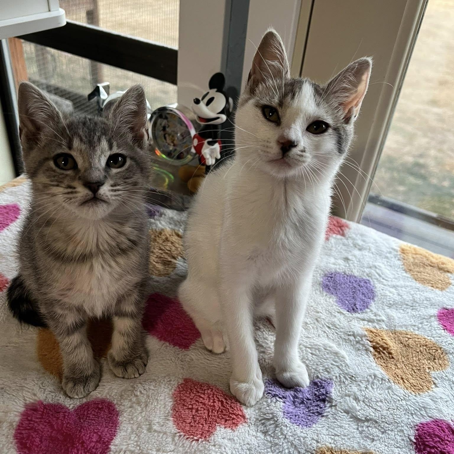 Enlarge Elsa, a Adopted Domestic Short Hair in Ferndale, WA image 5/6