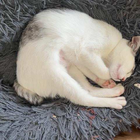 Enlarge Elsa, a Adopted Domestic Short Hair in Ferndale, WA image 4/6