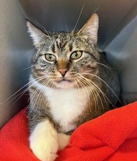 Quigley, adopted, Adult Male Domestic Short Hair.