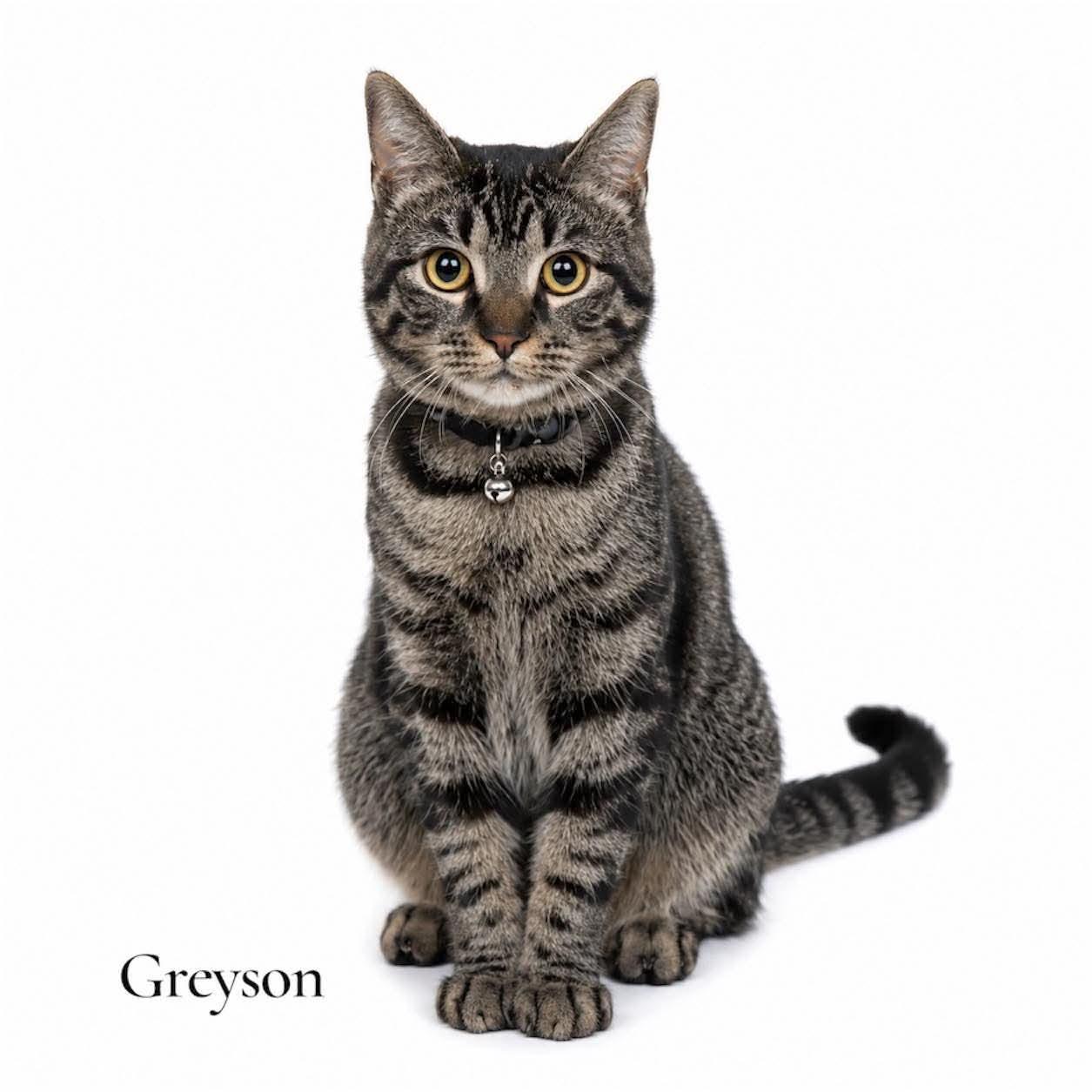 Greyson, ADOPTABLE, Young Male Domestic Short Hair.