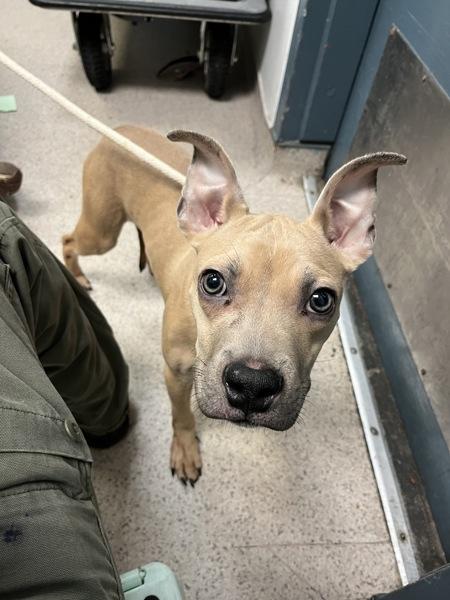 Joey — thumbnail 2