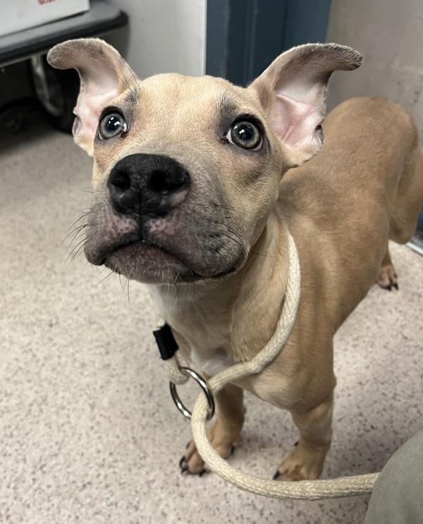 Joey — thumbnail 3