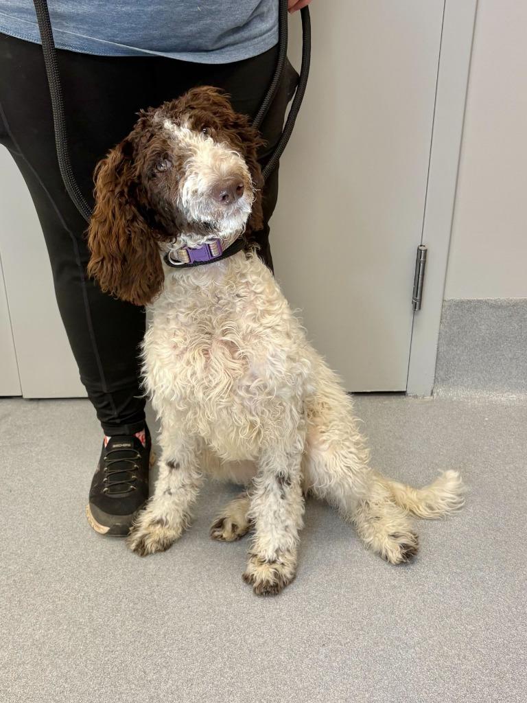 Stephanie, Adoptable, Puppy Female Poodle & Mixed Breed.
