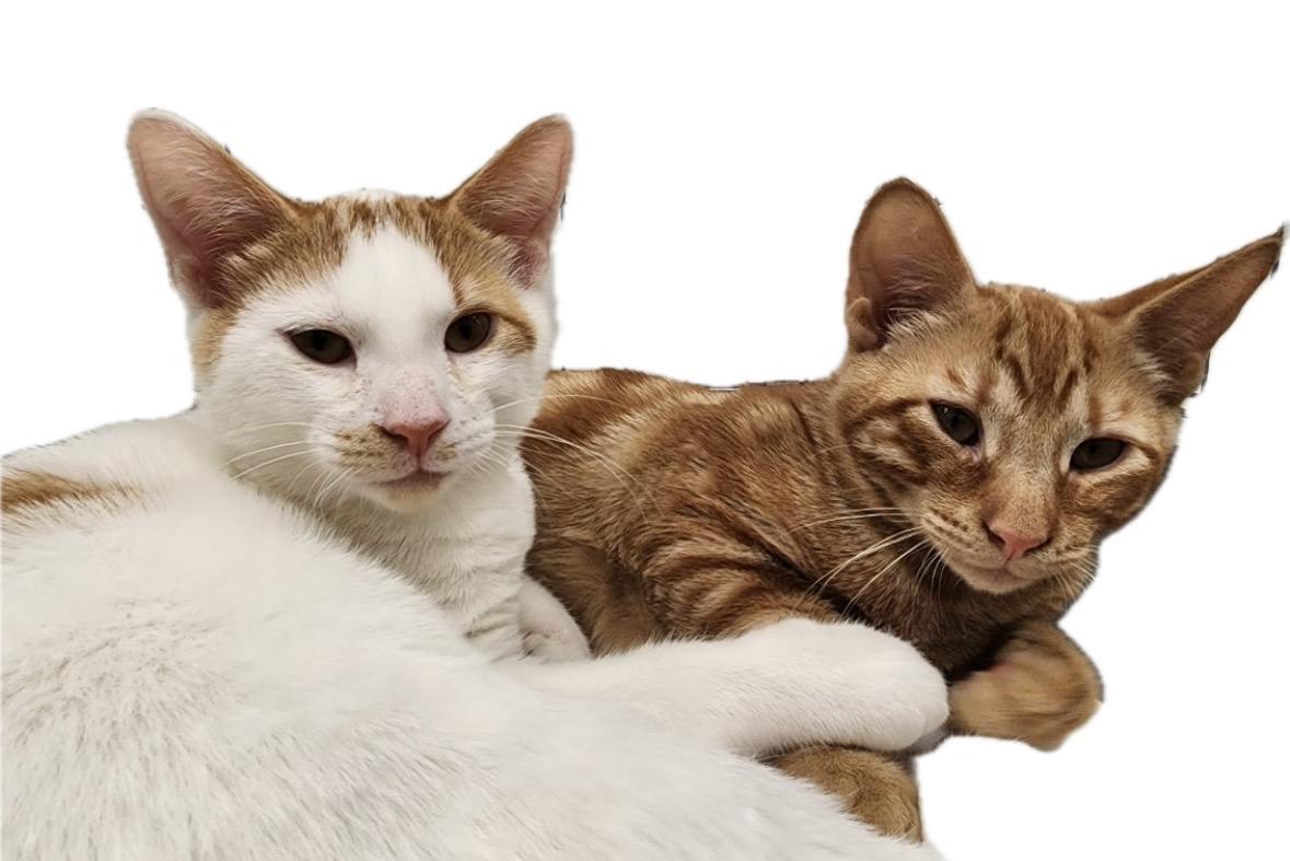 Enlarge Sundance, a Adoptable Domestic Short Hair in Houston, TX image 3/4