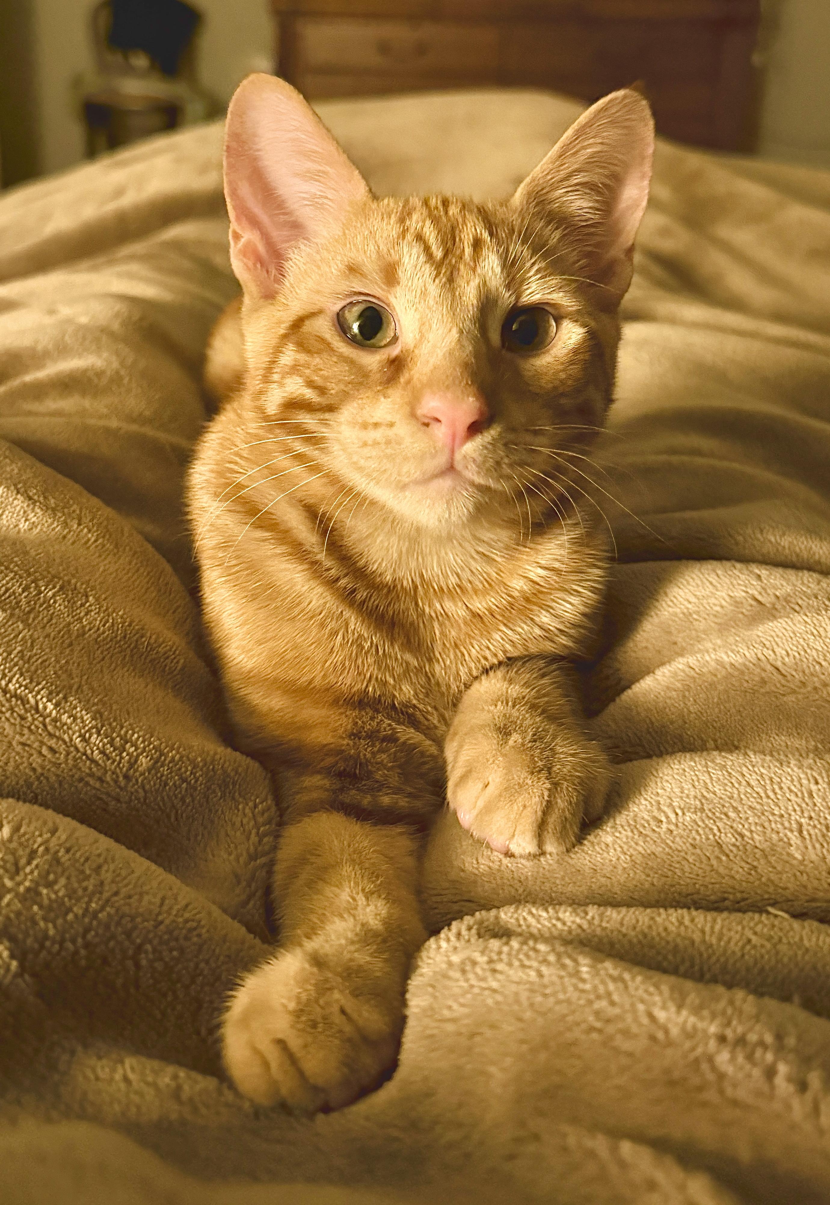 Enlarge Sundance, a Adoptable Domestic Short Hair in Houston, TX image 4/4