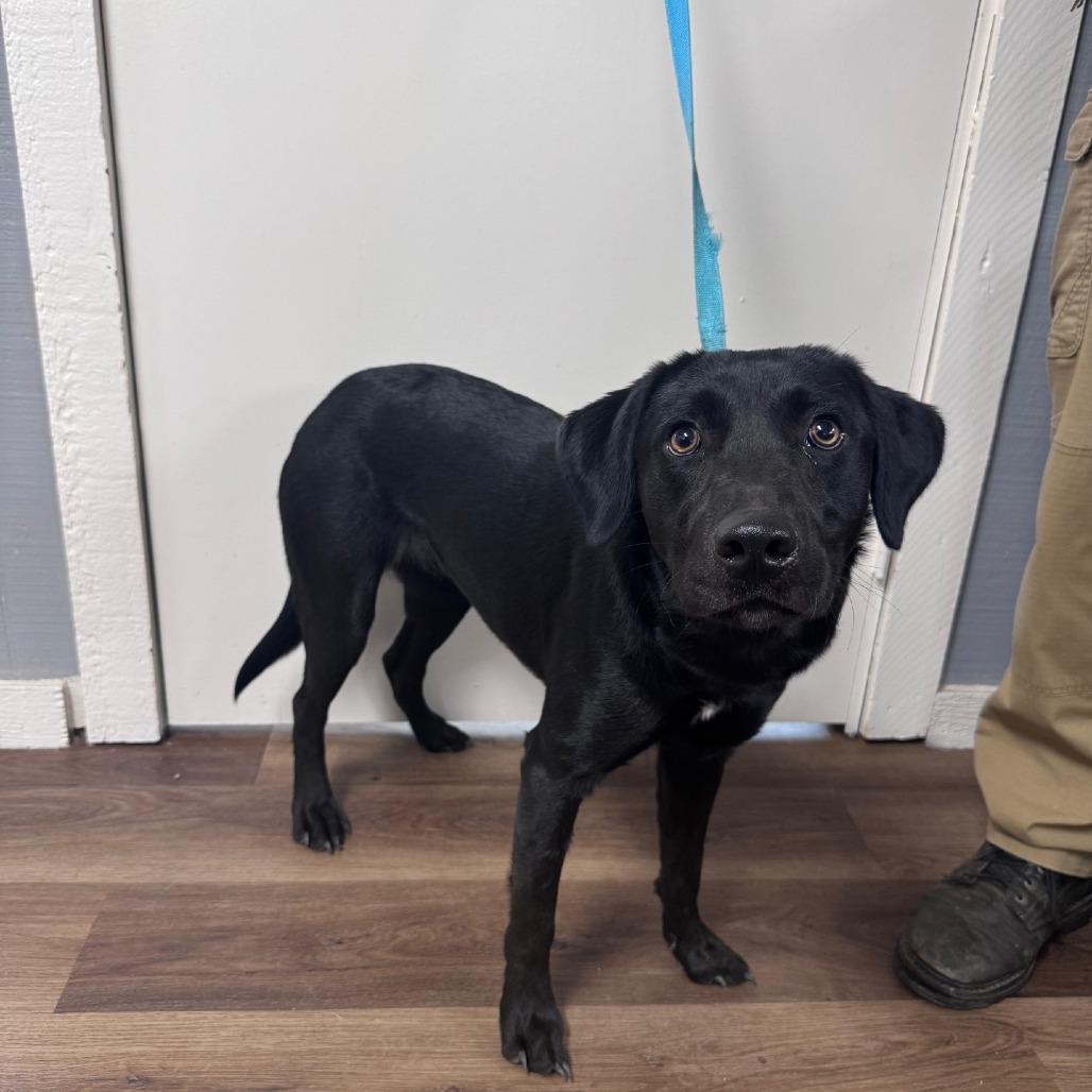 Emily, Adoptable, Young Female Black Labrador Retriever & Mixed Breed.