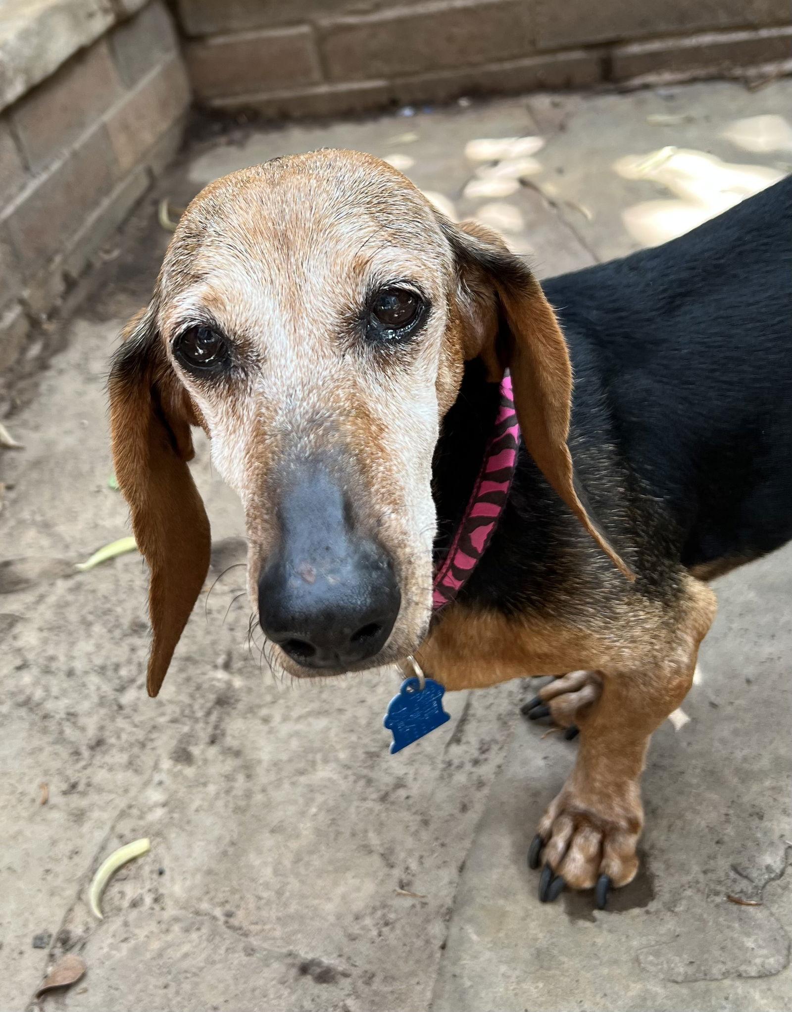 Lucy, Adoptable, Senior Female Dachshund & Beagle.