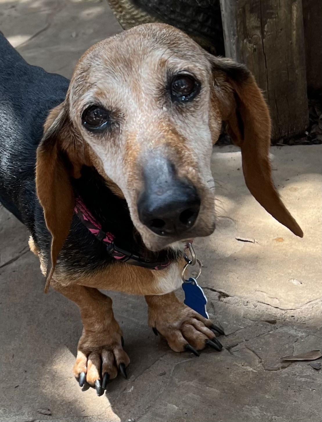 Lucy, a Adoptable mixed breed in Pearland, TX image 3/3