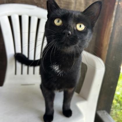 Stimson, Adoptable, Adult Female Domestic Short Hair & Domestic Short Hair.