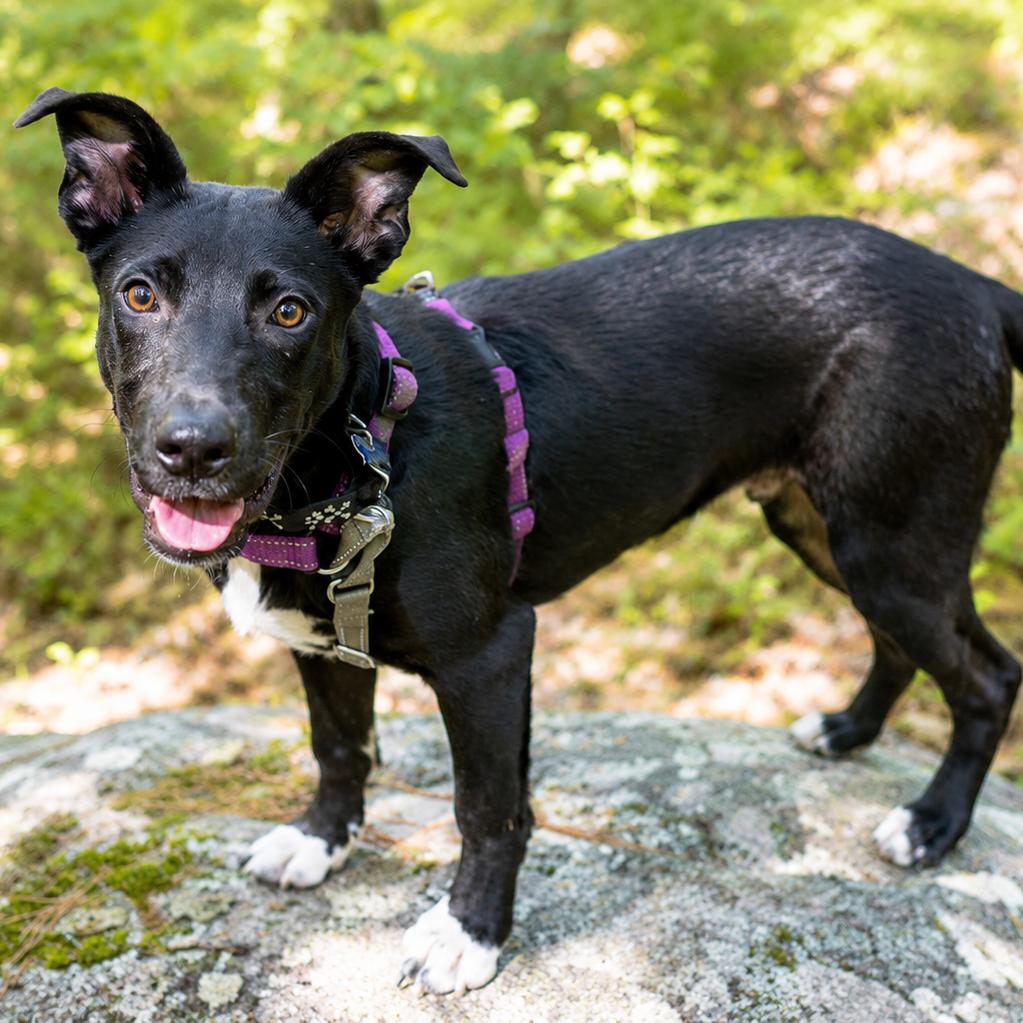 Stewie, Adoptable, Young Male Labrador Retriever & Mixed Breed.