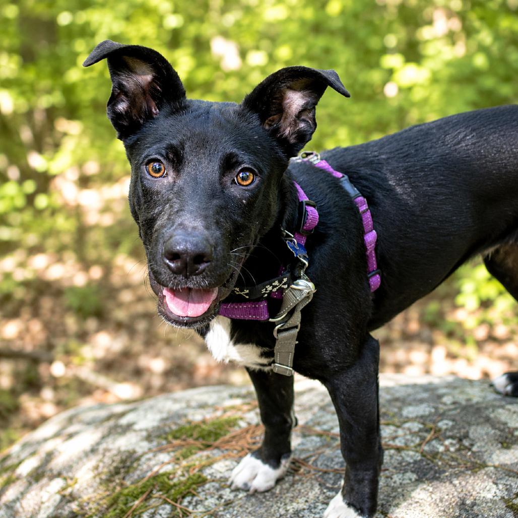 Enlarge Stewie, a Adoptable mixed breed in Hopkinton, MA image 2/4