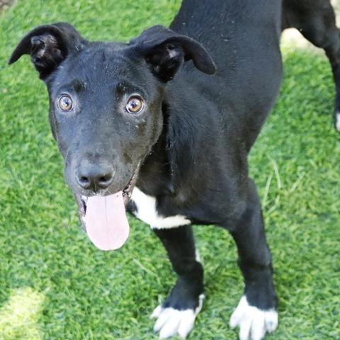 Enlarge Stewie, a Adoptable mixed breed in Hopkinton, MA image 3/4
