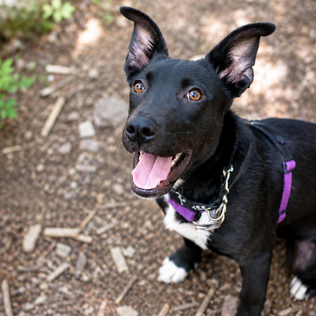 Enlarge Stewie, a Adoptable mixed breed in Hopkinton, MA image 4/4