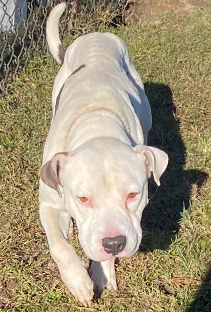 Zombie(HW+), Adoptable, Adult Male Pit Bull Terrier & Mixed Breed.