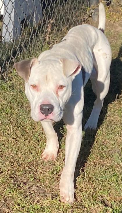 Zombie(HW+), a Adoptable mixed breed in Conway, SC image 3/3