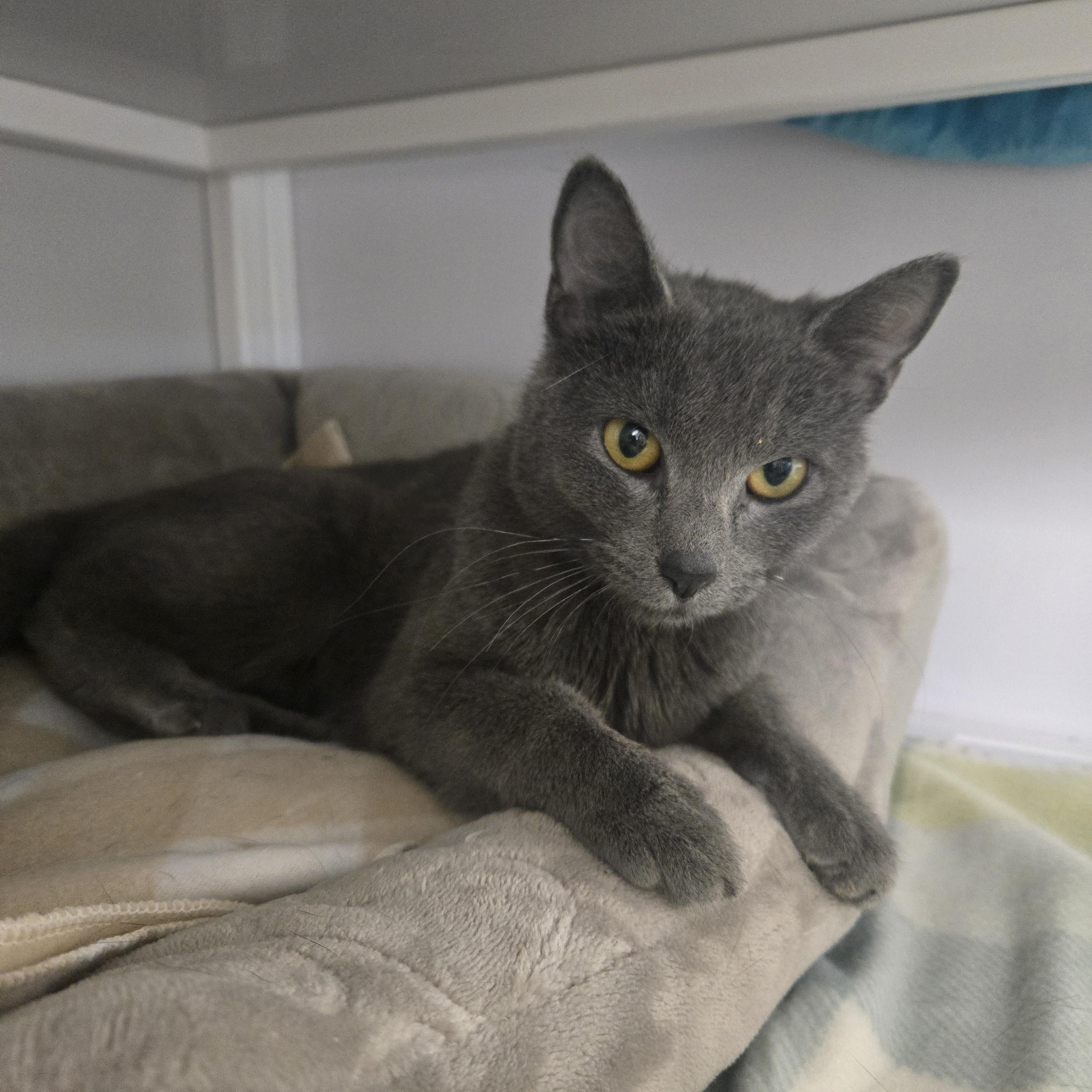 Enlarge Indy, a ADOPTABLE Domestic Short Hair in White Oak, PA image 2/2