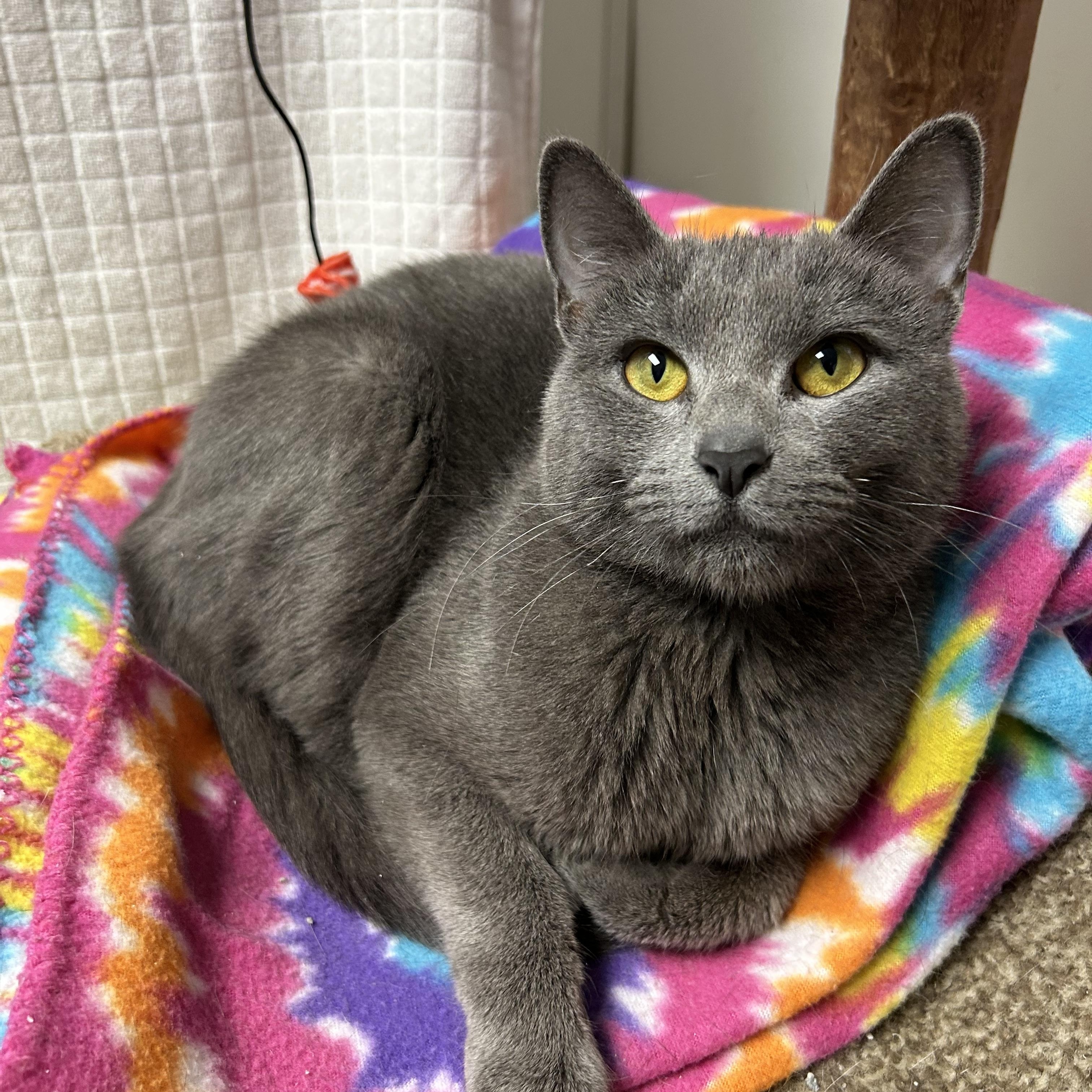 Indy, adoptable, Adult Female Domestic Short Hair.