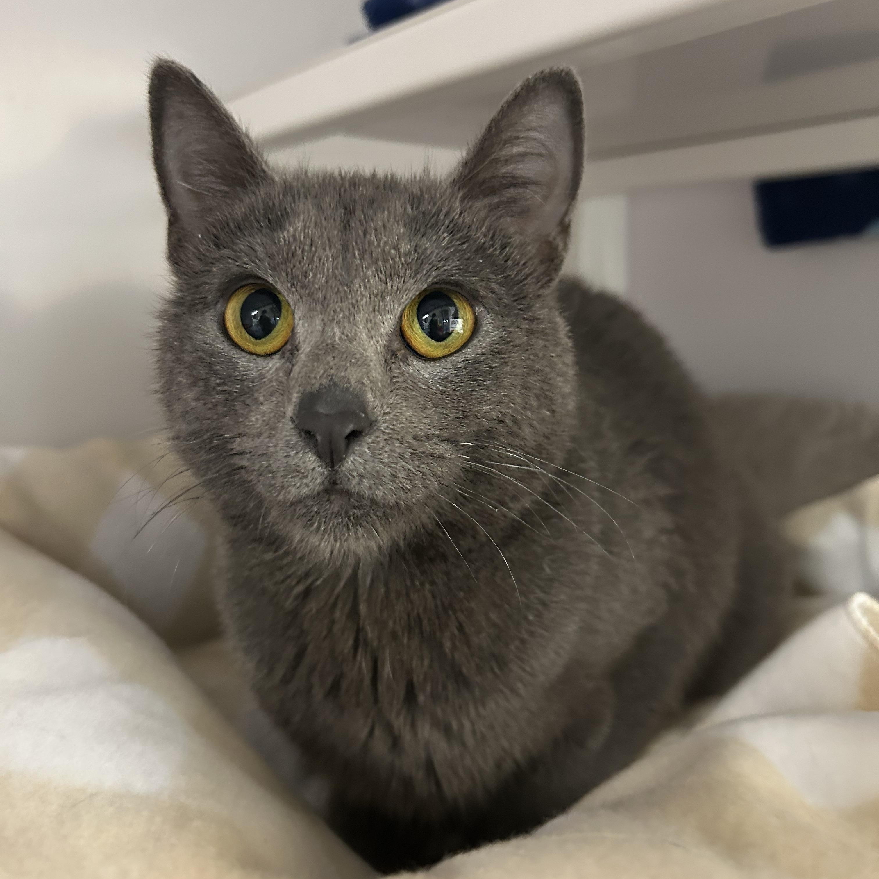 Enlarge Indy, a ADOPTABLE Domestic Short Hair in White Oak, PA image 1/2