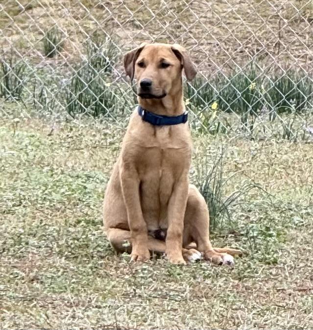 Fitz, Adoptable, Young Male Yellow Labrador Retriever & Hound.