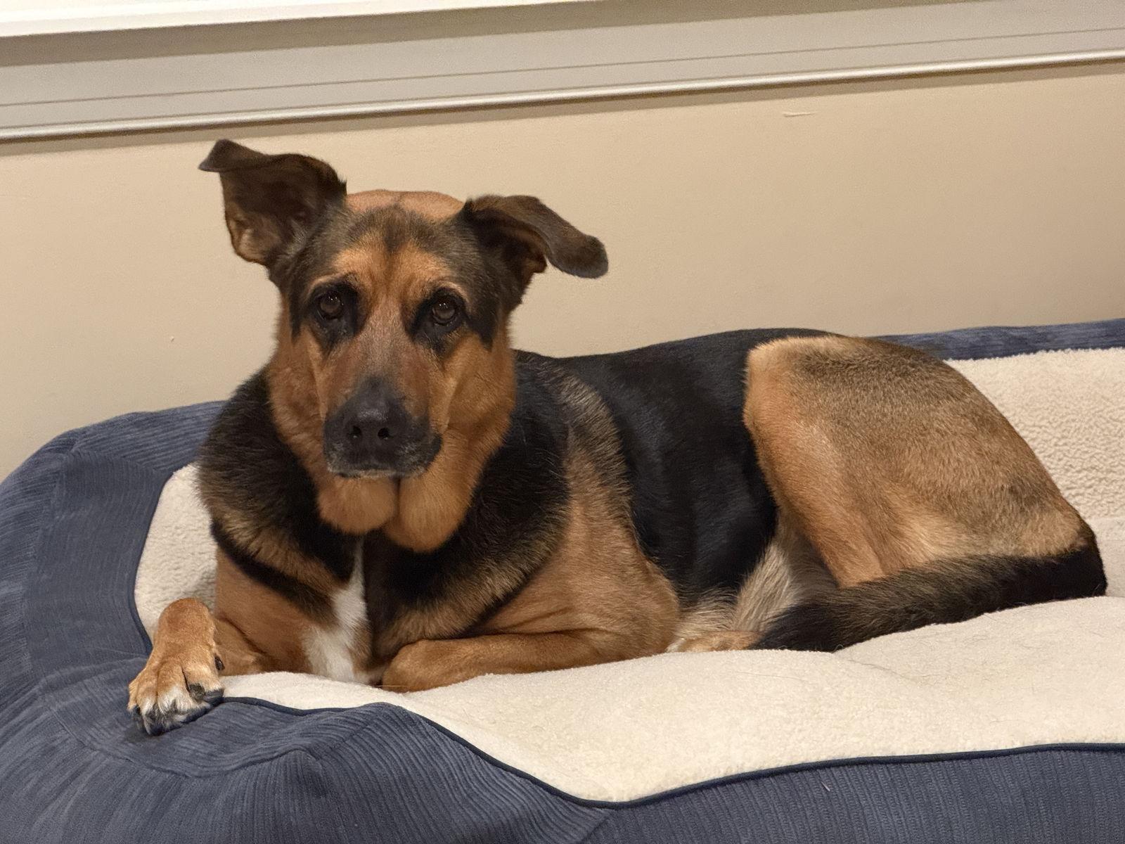 ***LULU***, Adoptable, Adult Female German Shepherd Dog.