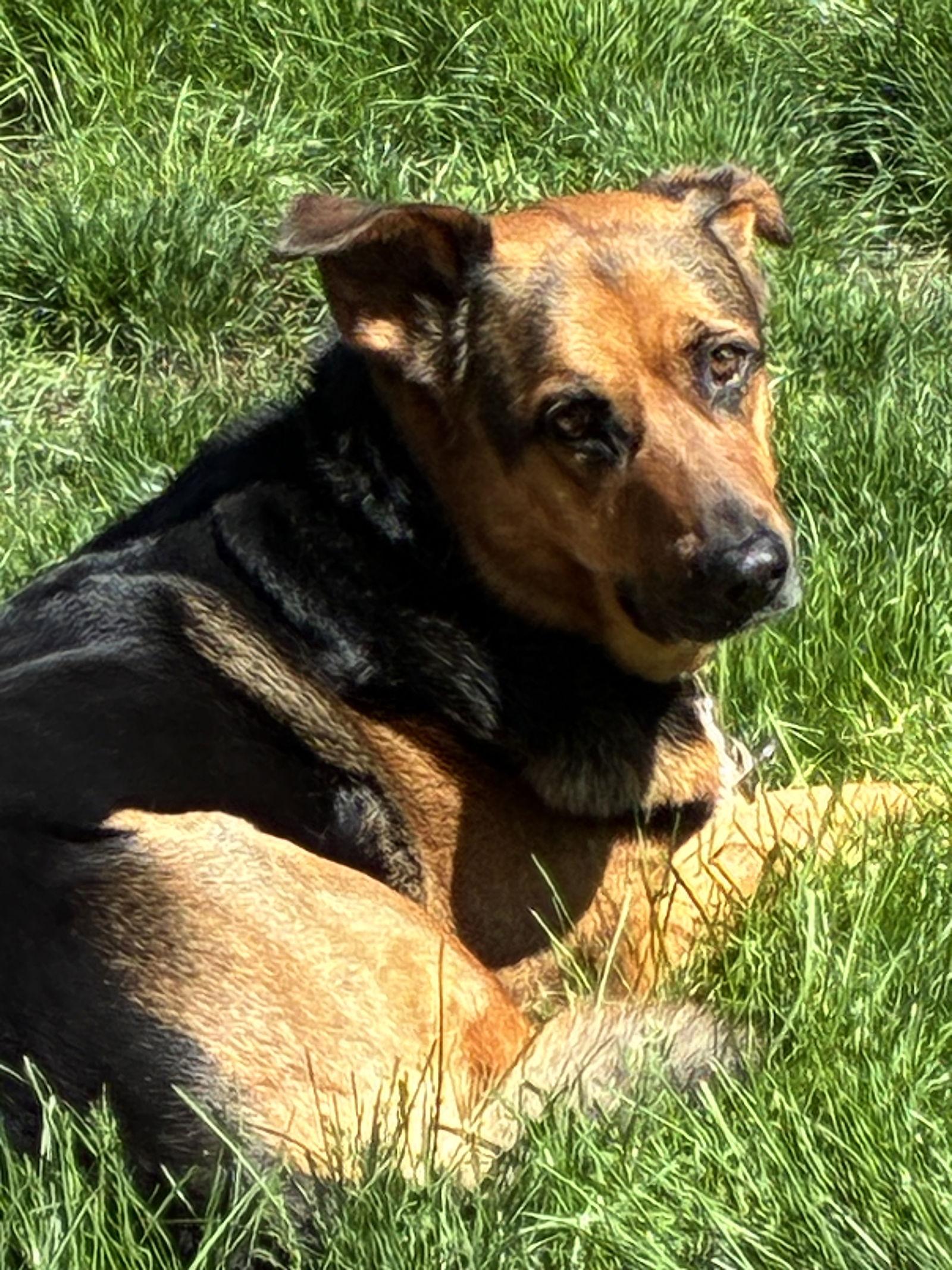 Enlarge ***LULU***, a Adoptable German Shepherd Dog in Mechanicsburg, PA image 2/3