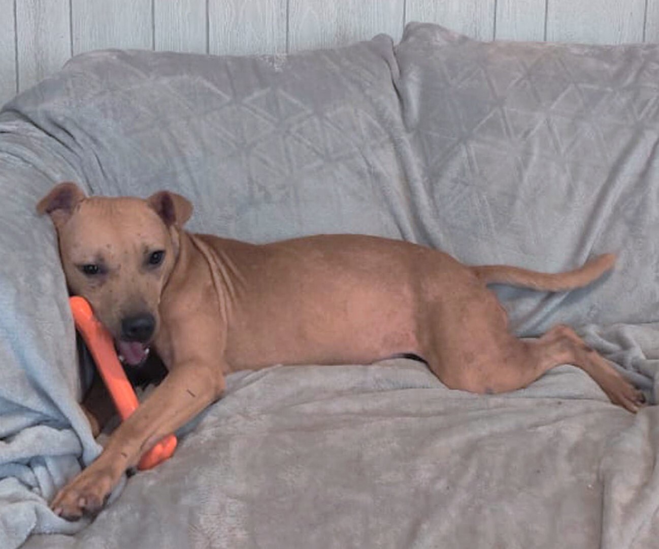 Kahlua, Adoptable, Adult Female Terrier & Pit Bull Terrier.