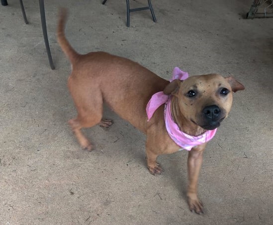 Kahlua, a Adoptable mixed breed in Ozark, AL image 2/6