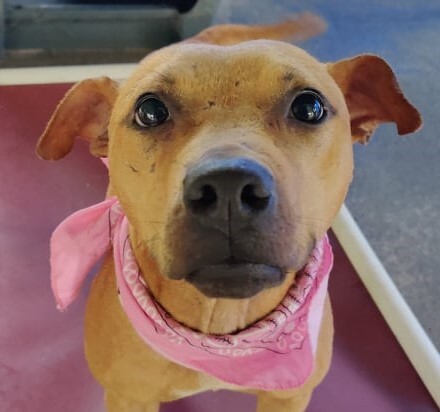 Kahlua, a Adoptable mixed breed in Ozark, AL image 3/6