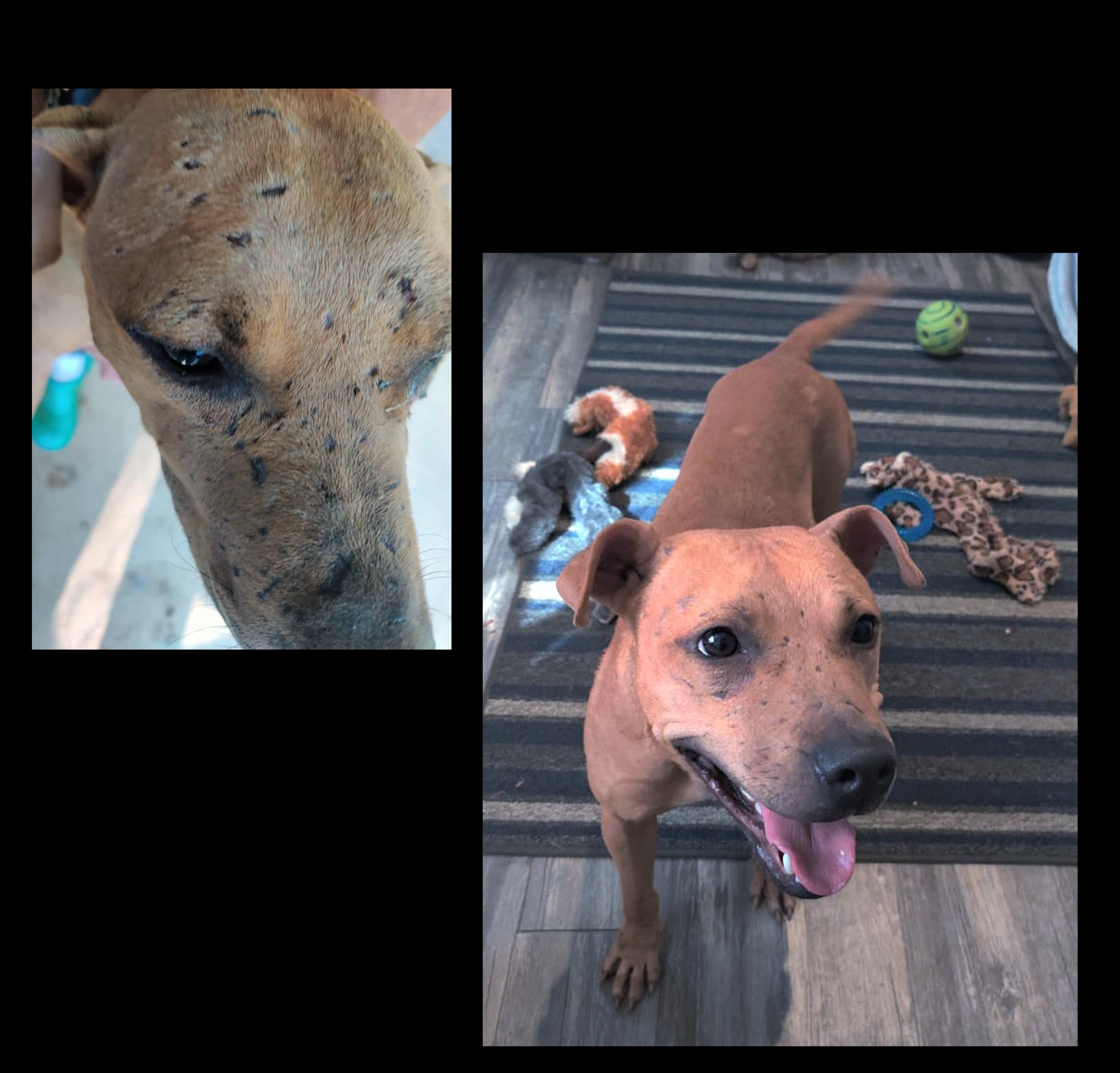 Kahlua, a Adoptable mixed breed in Ozark, AL image 4/6