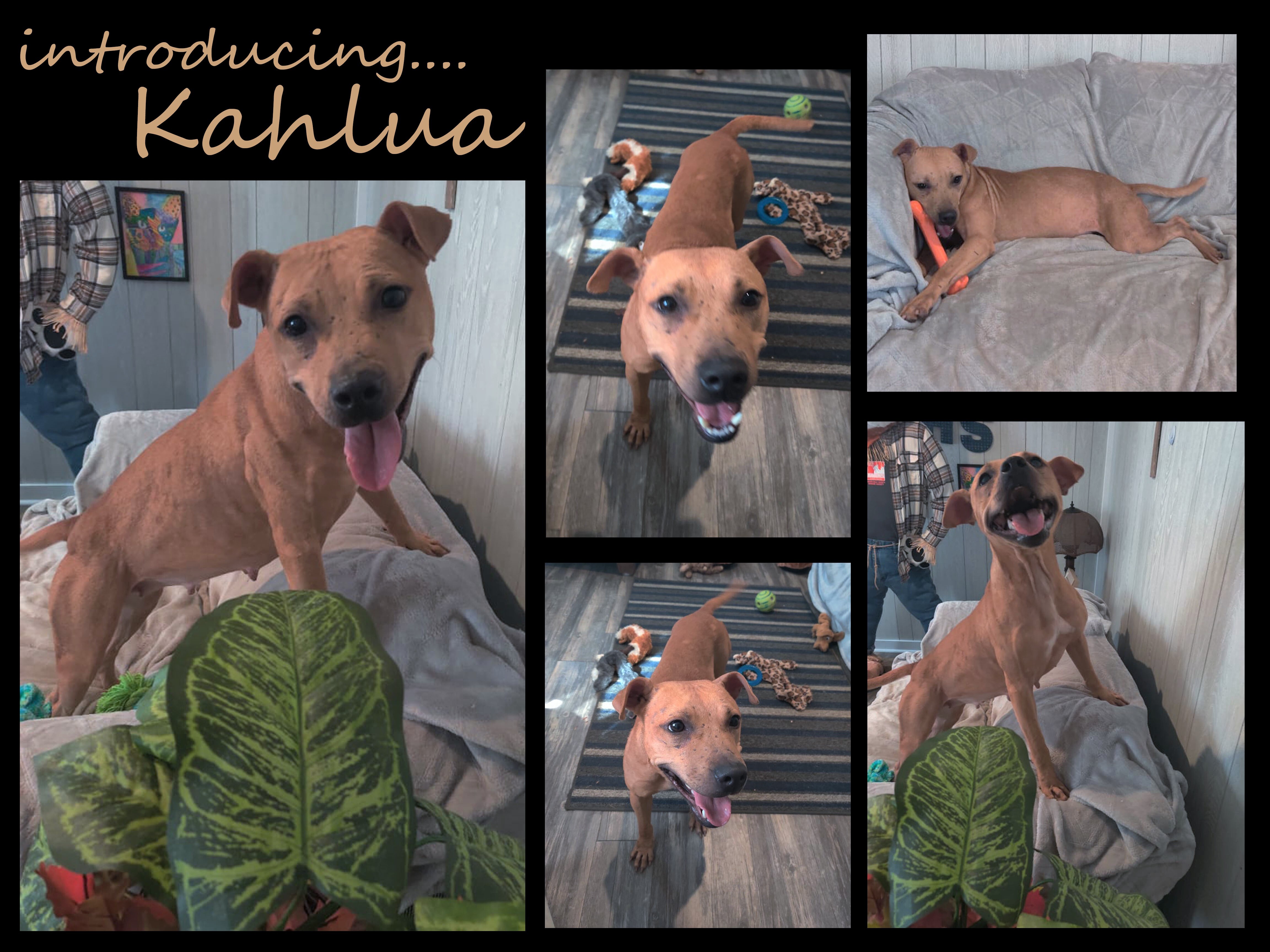Kahlua, a Adoptable mixed breed in Ozark, AL image 5/6