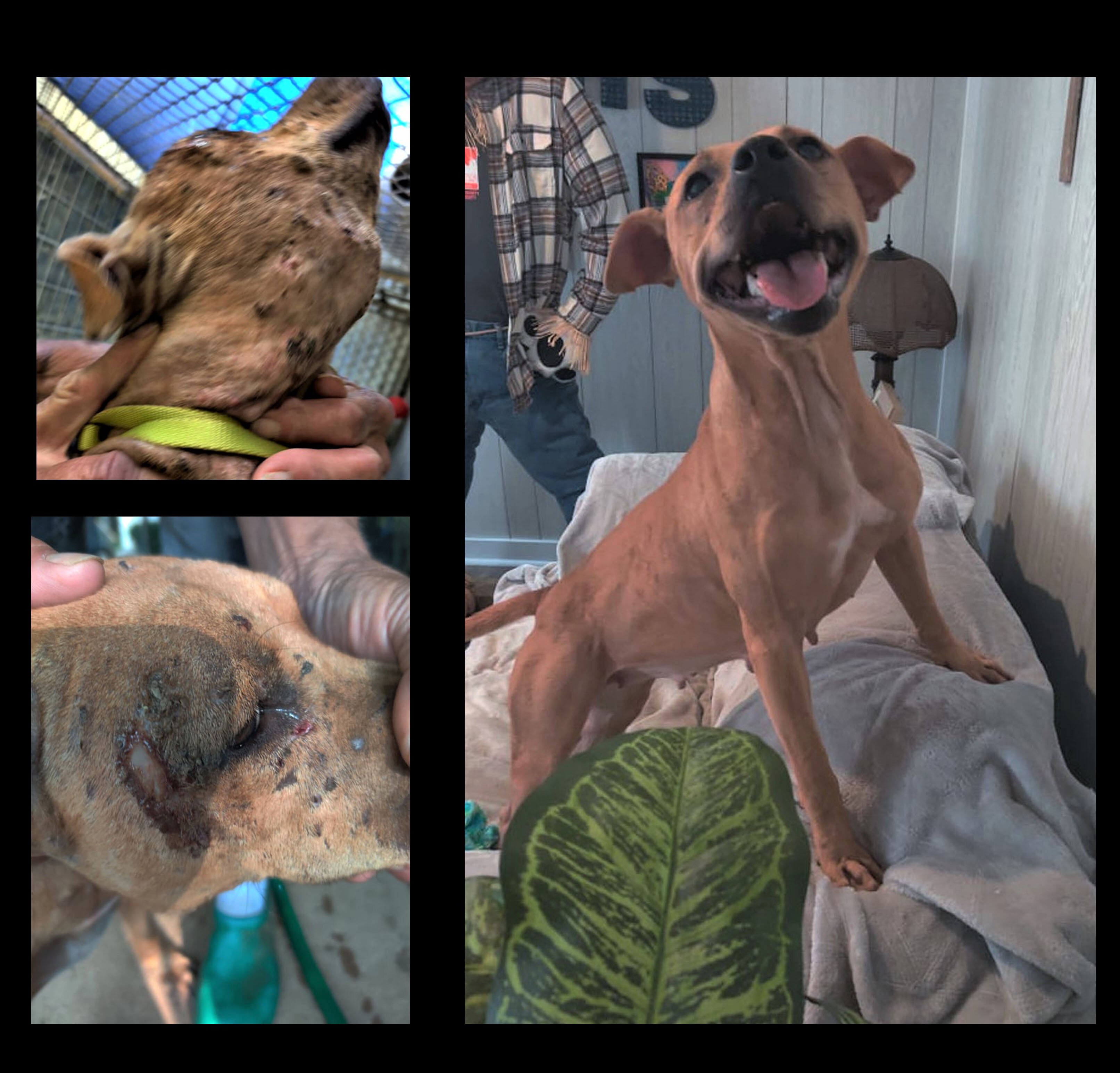 Kahlua, a Adoptable mixed breed in Ozark, AL image 6/6