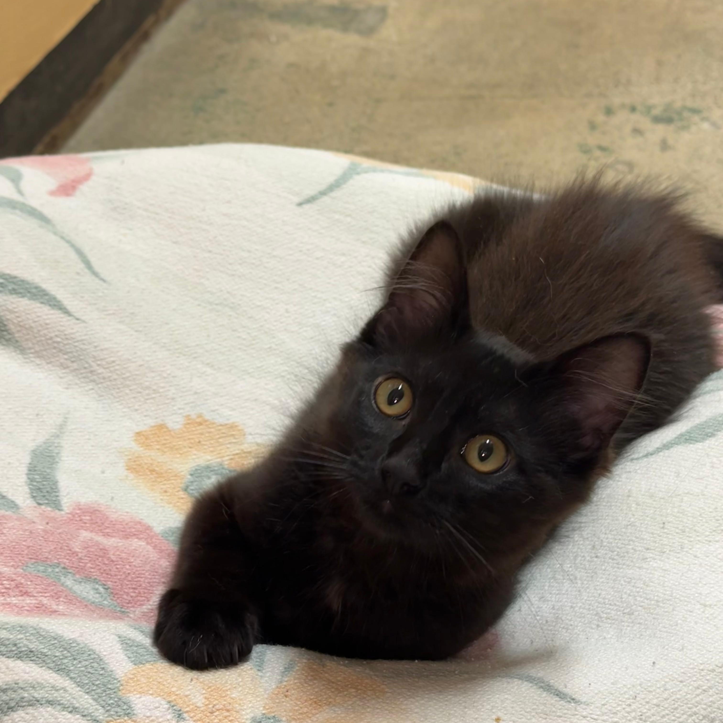 Quil - male kitten, an adopted Domestic Long Hair in Menlo Park, CA image 2/5
